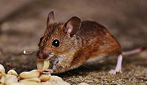 24 Hour & Emergency Exterminators in Guss, IA